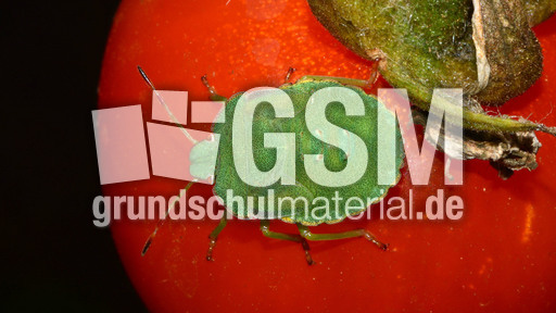 Grüne Stinkwanze_2.jpg